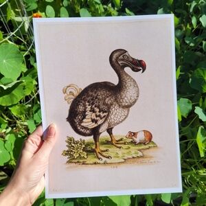Vintage Dodo Bird Art Print